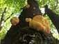 Sárga gévagomba (Laetiporus sulphureus), Budai-hegység